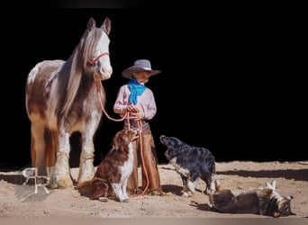 Cob Irlandese / Tinker / Gypsy Vanner, Giumenta, 11 Anni, 142 cm