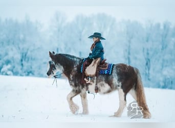 Cob Irlandese / Tinker / Gypsy Vanner, Giumenta, 11 Anni, 142 cm