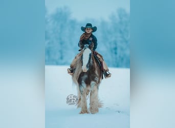 Cob Irlandese / Tinker / Gypsy Vanner, Giumenta, 11 Anni, 142 cm