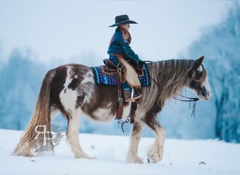 Cob Irlandese / Tinker / Gypsy Vanner, Giumenta, 11 Anni, 142 cm