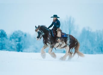 Cob Irlandese / Tinker / Gypsy Vanner, Giumenta, 11 Anni, 142 cm