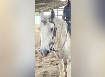 Cob Irlandese / Tinker / Gypsy Vanner, Giumenta, 11 Anni, 150 cm, Bianco