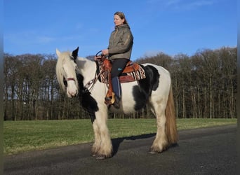 Cob Irlandese / Tinker / Gypsy Vanner, Giumenta, 11 Anni, 154 cm, Pezzato