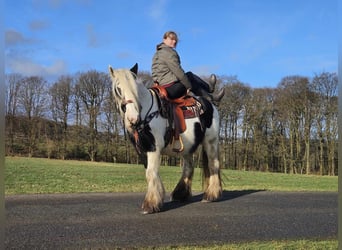 Cob Irlandese / Tinker / Gypsy Vanner, Giumenta, 11 Anni, 154 cm, Pezzato