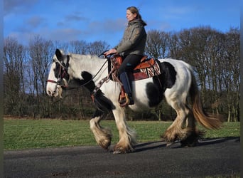 Cob Irlandese / Tinker / Gypsy Vanner, Giumenta, 11 Anni, 154 cm, Pezzato