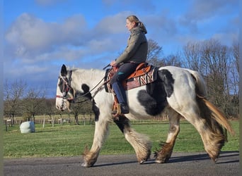 Cob Irlandese / Tinker / Gypsy Vanner, Giumenta, 11 Anni, 154 cm, Pezzato