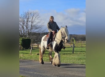 Cob Irlandese / Tinker / Gypsy Vanner, Giumenta, 11 Anni, 154 cm, Pezzato