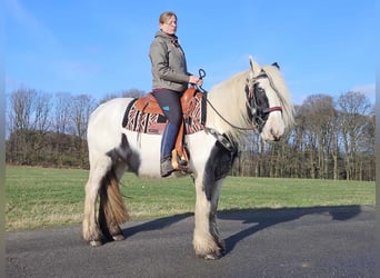 Cob Irlandese / Tinker / Gypsy Vanner, Giumenta, 11 Anni, 154 cm, Pezzato