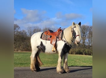 Cob Irlandese / Tinker / Gypsy Vanner, Giumenta, 11 Anni, 154 cm, Pezzato