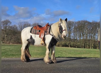 Cob Irlandese / Tinker / Gypsy Vanner, Giumenta, 11 Anni, 154 cm, Pezzato