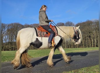 Cob Irlandese / Tinker / Gypsy Vanner, Giumenta, 11 Anni, 154 cm, Pezzato