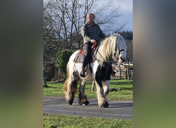 Cob Irlandese / Tinker / Gypsy Vanner, Giumenta, 11 Anni, 154 cm, Pezzato