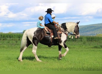 Cob Irlandese / Tinker / Gypsy Vanner Mix, Giumenta, 11 Anni, 170 cm, Pezzato