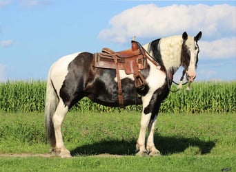 Cob Irlandese / Tinker / Gypsy Vanner Mix, Giumenta, 11 Anni, 170 cm, Pezzato