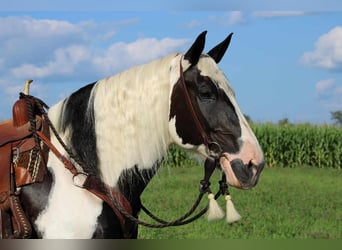 Cob Irlandese / Tinker / Gypsy Vanner Mix, Giumenta, 11 Anni, 170 cm, Pezzato
