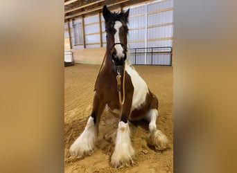 Cob Irlandese / Tinker / Gypsy Vanner, Giumenta, 12 Anni, 132 cm, Tobiano-tutti i colori