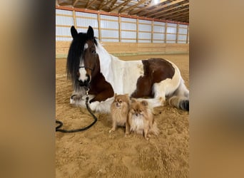 Cob Irlandese / Tinker / Gypsy Vanner, Giumenta, 12 Anni, 132 cm, Tobiano-tutti i colori