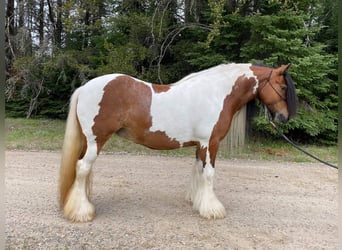 Cob Irlandese / Tinker / Gypsy Vanner, Giumenta, 12 Anni, 132 cm, Tobiano-tutti i colori