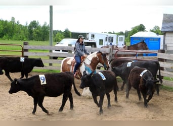 Cob Irlandese / Tinker / Gypsy Vanner, Giumenta, 12 Anni, 132 cm, Tobiano-tutti i colori