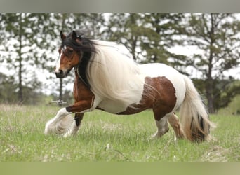 Cob Irlandese / Tinker / Gypsy Vanner, Giumenta, 12 Anni, 132 cm, Tobiano-tutti i colori