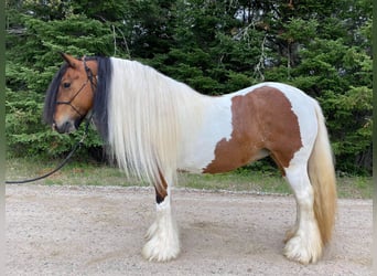 Cob Irlandese / Tinker / Gypsy Vanner, Giumenta, 12 Anni, 132 cm, Tobiano-tutti i colori