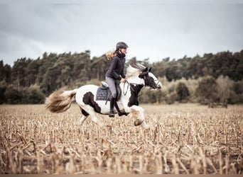 Cob Irlandese / Tinker / Gypsy Vanner, Giumenta, 12 Anni, 133 cm, Pezzato