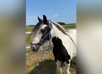 Cob Irlandese / Tinker / Gypsy Vanner, Giumenta, 12 Anni, 133 cm, Pezzato