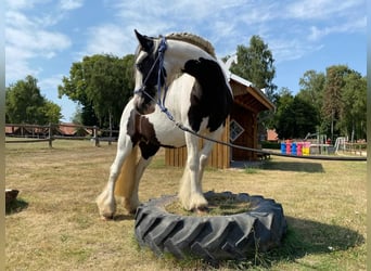 Cob Irlandese / Tinker / Gypsy Vanner, Giumenta, 12 Anni, 133 cm, Pezzato