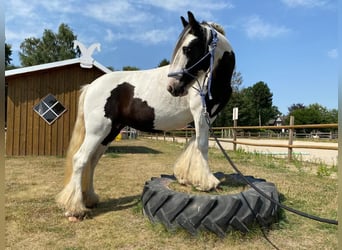 Cob Irlandese / Tinker / Gypsy Vanner, Giumenta, 12 Anni, 133 cm, Pezzato