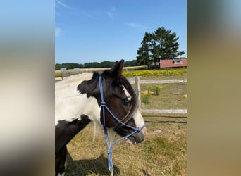 Cob Irlandese / Tinker / Gypsy Vanner, Giumenta, 12 Anni, 133 cm, Pezzato