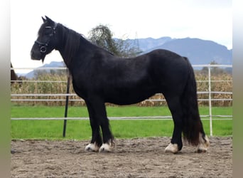 Cob Irlandese / Tinker / Gypsy Vanner, Giumenta, 12 Anni, 145 cm, Morello