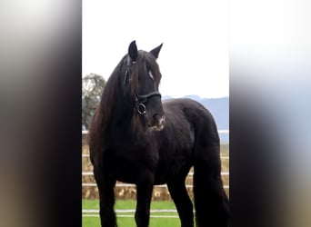 Cob Irlandese / Tinker / Gypsy Vanner, Giumenta, 12 Anni, 145 cm, Morello