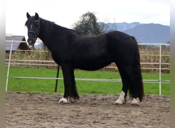 Cob Irlandese / Tinker / Gypsy Vanner, Giumenta, 12 Anni, 145 cm, Morello