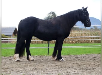 Cob Irlandese / Tinker / Gypsy Vanner, Giumenta, 12 Anni, 145 cm, Morello