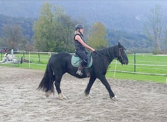 Cob Irlandese / Tinker / Gypsy Vanner, Giumenta, 12 Anni, 145 cm, Morello