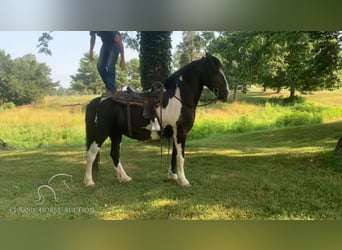 Cob Irlandese / Tinker / Gypsy Vanner, Giumenta, 12 Anni, 152 cm, Tobiano-tutti i colori