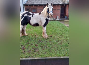 Cob Irlandese / Tinker / Gypsy Vanner, Giumenta, 13 Anni, 138 cm, Pezzato