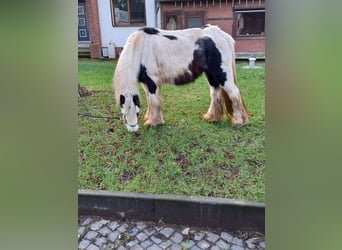 Cob Irlandese / Tinker / Gypsy Vanner, Giumenta, 13 Anni, 138 cm, Pezzato