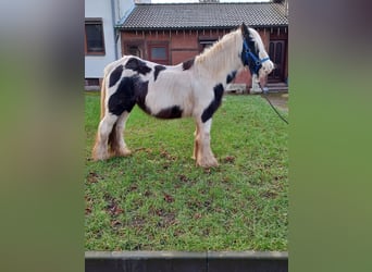 Cob Irlandese / Tinker / Gypsy Vanner, Giumenta, 13 Anni, 138 cm, Pezzato