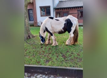 Cob Irlandese / Tinker / Gypsy Vanner, Giumenta, 13 Anni, 138 cm, Pezzato