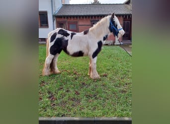 Cob Irlandese / Tinker / Gypsy Vanner, Giumenta, 13 Anni, 138 cm, Pezzato