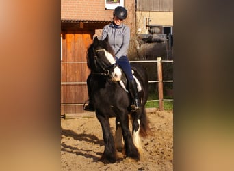 Cob Irlandese / Tinker / Gypsy Vanner, Giumenta, 13 Anni, 142 cm, Morello