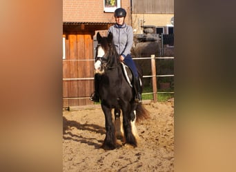 Cob Irlandese / Tinker / Gypsy Vanner, Giumenta, 13 Anni, 142 cm, Morello