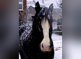 Cob Irlandese / Tinker / Gypsy Vanner, Giumenta, 13 Anni, 142 cm, Morello