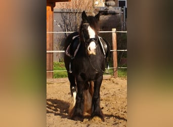 Cob Irlandese / Tinker / Gypsy Vanner, Giumenta, 13 Anni, 142 cm, Morello