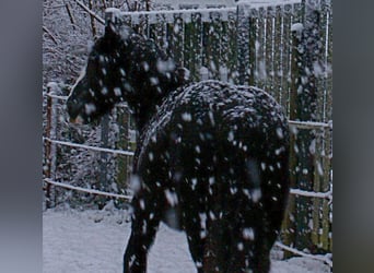 Cob Irlandese / Tinker / Gypsy Vanner, Giumenta, 13 Anni, 142 cm, Morello