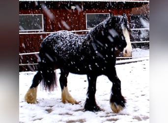 Cob Irlandese / Tinker / Gypsy Vanner, Giumenta, 13 Anni, 142 cm, Morello