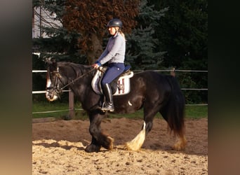 Cob Irlandese / Tinker / Gypsy Vanner, Giumenta, 13 Anni, 142 cm, Morello