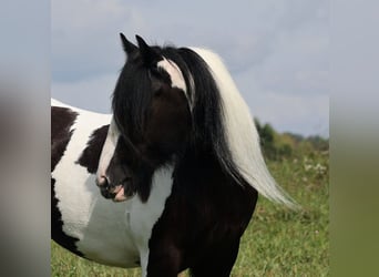 Cob Irlandese / Tinker / Gypsy Vanner, Giumenta, 13 Anni, 152 cm, Tobiano-tutti i colori