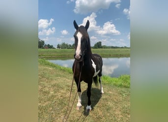 Cob Irlandese / Tinker / Gypsy Vanner, Giumenta, 13 Anni, 152 cm, Tobiano-tutti i colori